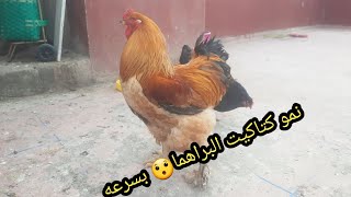 نمو كتاكيت🐥 البراهما🐓 بسرعه ما شاء الله