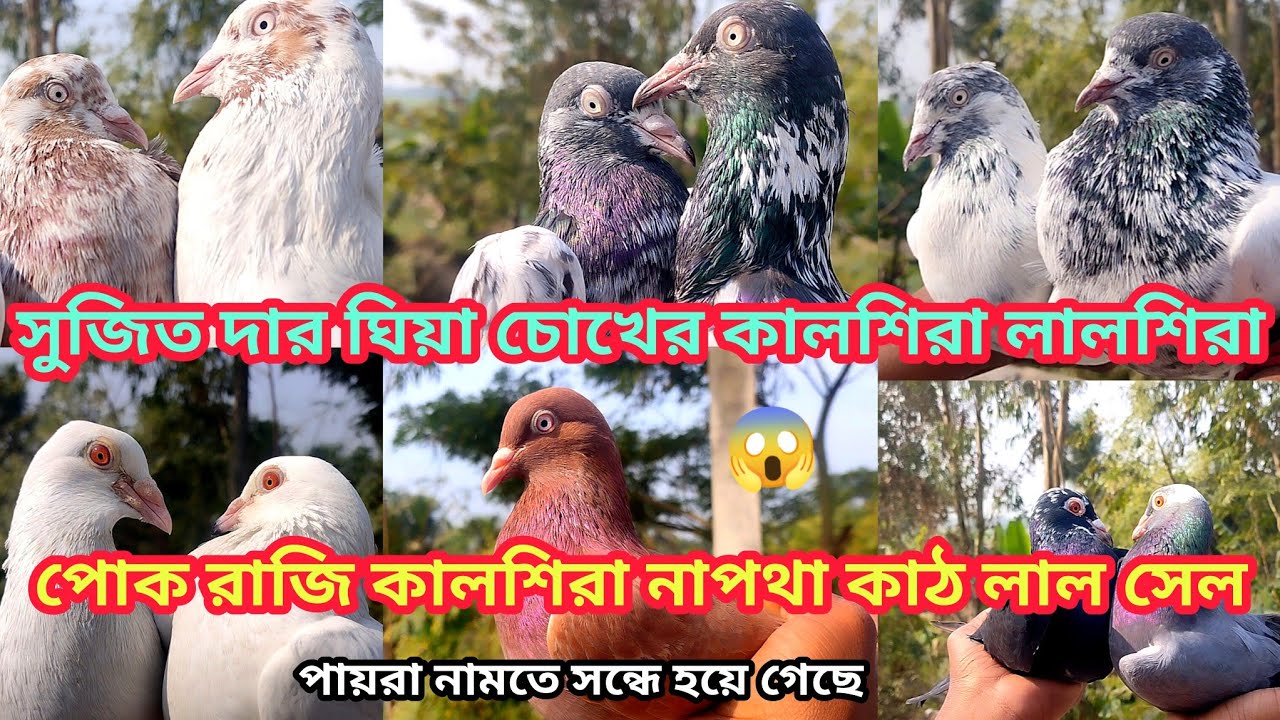 সুজিত দার ঘিয়া চোখের কালশিরা লালশিরা পোক রাজি কালশিরা নাপথা কাঠ লাল সেল 😱 , Soumen pet valogs 2026