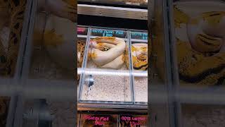 🫧🐍 ODYB Pastel Pied Ball Pythons 🐍🫧