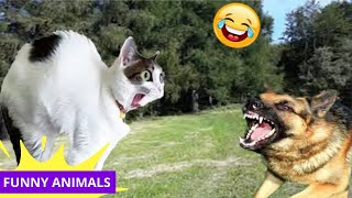 Best FUNNY Animals 2024 😂 🐱Funniest CATS and DOGS Videos