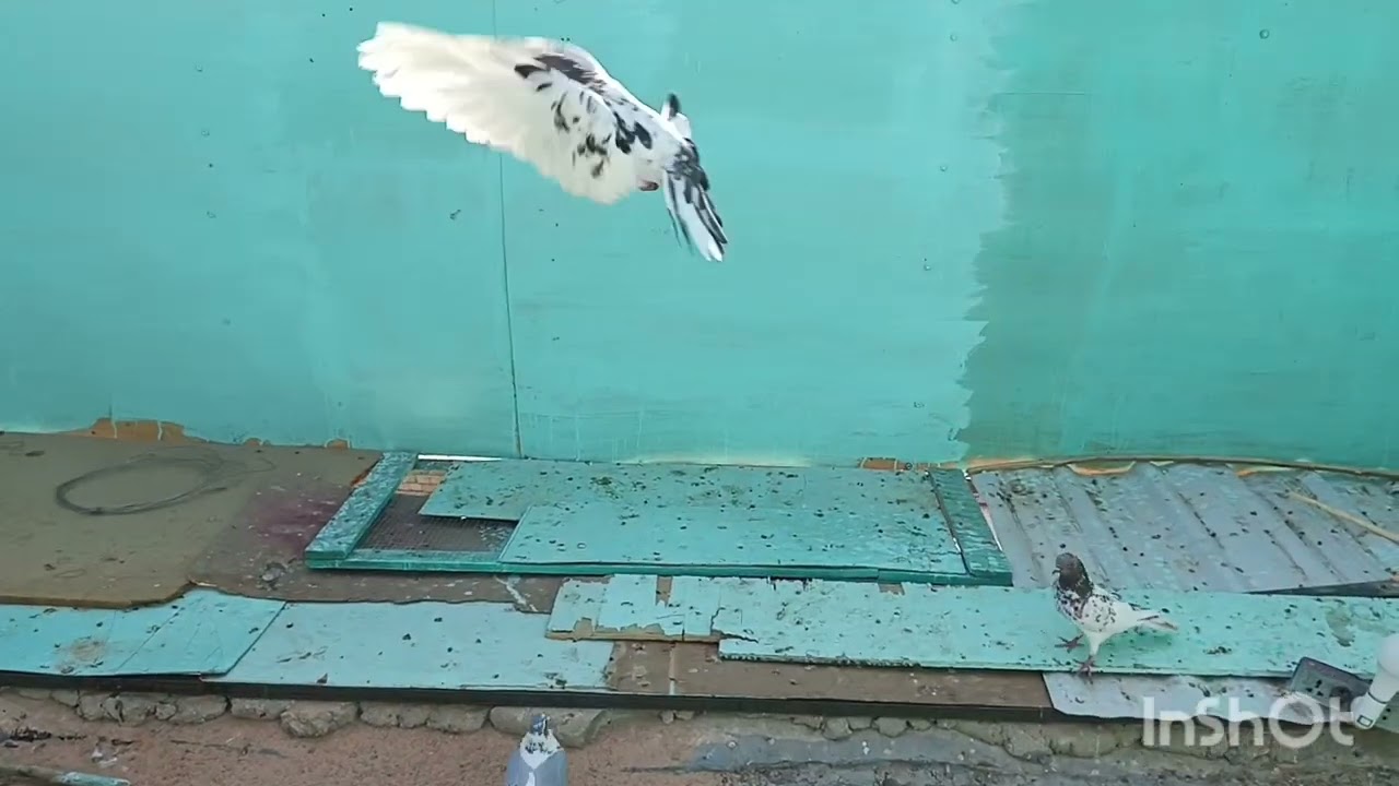 يعني أريد اعرف بس طيوري هيج تتمرض 