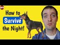 First night home with your miniature pinscher puppy what you need to know