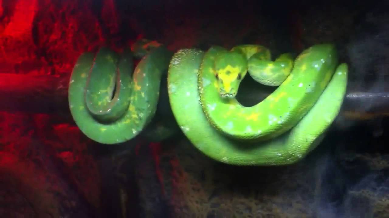 Emerald tree boa & green tree pythons - YouTube