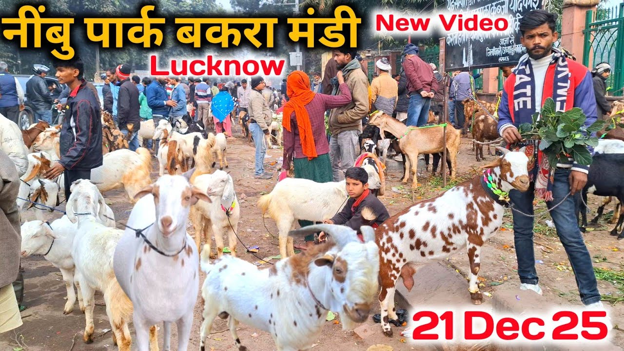 लखनऊ नींबु पार्क की बकरा मंडी |21 Dec 25 |Sunday Nimbu Park Bakra mandi Lucknow up live Update 