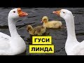 Разведение Гусей Линда как бизнес идея | Гуси породы линда