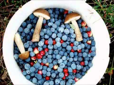 Фильм природа Югры