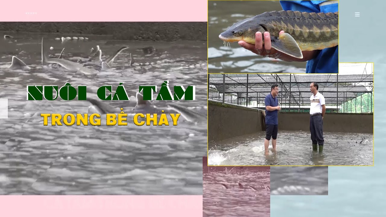 Nuôi cá tầm trong bể chảy - Tiền vào như nước