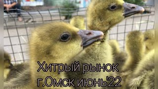 Обзор птичьего рынка г.Омск Хитрый рынок