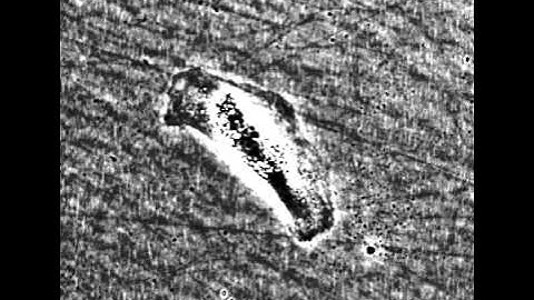 single cell migration movie.avi