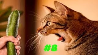 Смешные коты и котики, приколы про котов до слез - Смешные кошки #8 Смешные коты и котики, приколы про котов до слез - Смешные кошки #8