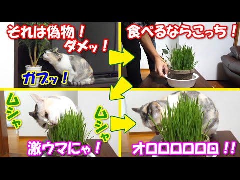ネコ吉が偽草をかじるので本物をあげたら、即座にリバースしました(ﾟДﾟ;)