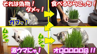 ネコ吉が偽草をかじるので本物をあげたら、即座にリバースしました(ﾟДﾟ;)