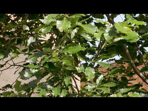 Vídeo: Cuidado com árvores Chinkapin: informações sobre o carvalho Chinkapin e dicas de cultivo