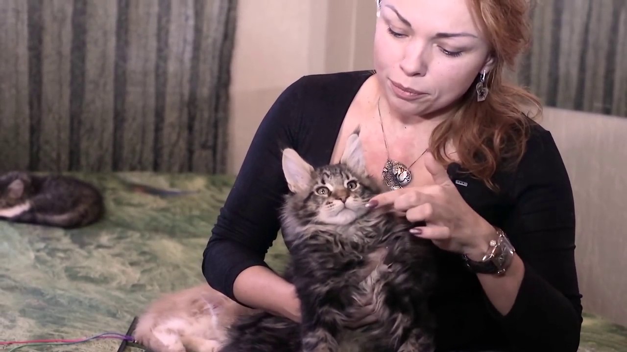 Как выбрать котенка породы мейн кун