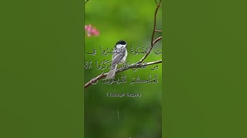 #آيات_للطمأنينة .ما تيسر من سورة الجمعة