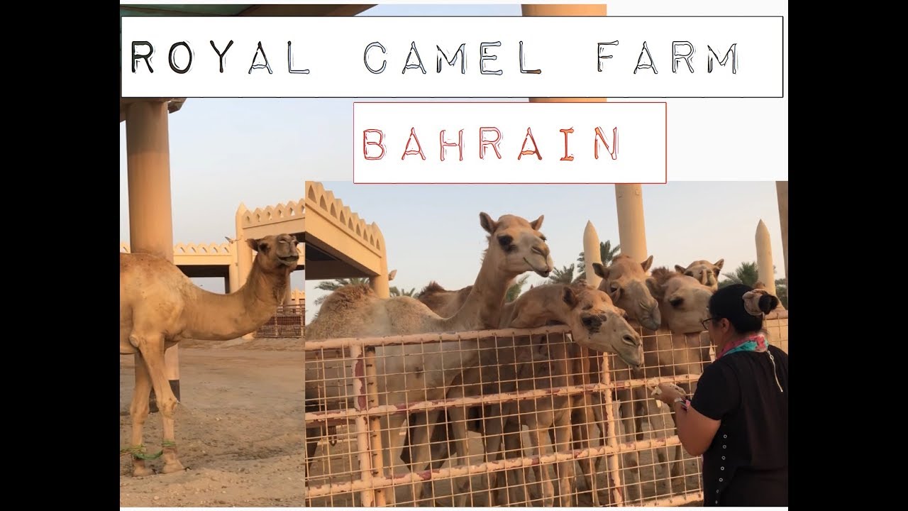400 Camels 2019 @ Royal Camel Farm Bahrain 🇧🇭