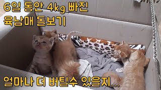 6일 동안 4kg 빠질 만큼 새끼 고양이 돌보는게 너무 힘드네요~