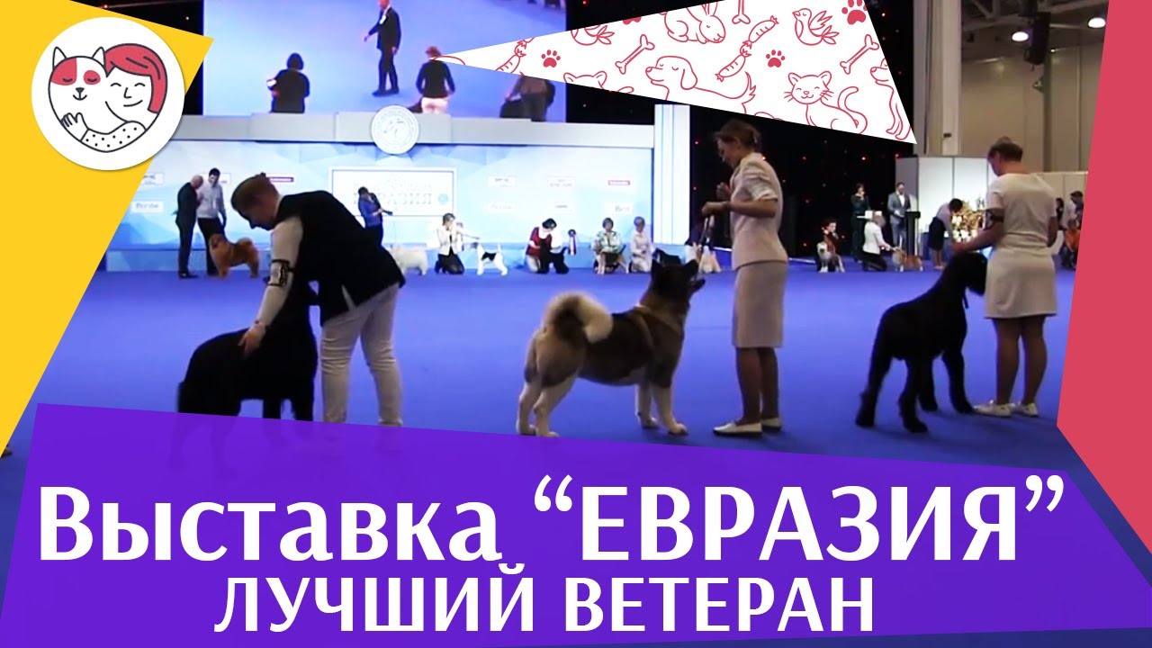 питомцы кукол лол Best in show Лучший ветеран 18 марта на Евразии 17 ilikepet