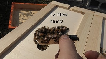 Splitting Nucs to make more Nucs