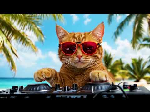 DJ COZY CAT
