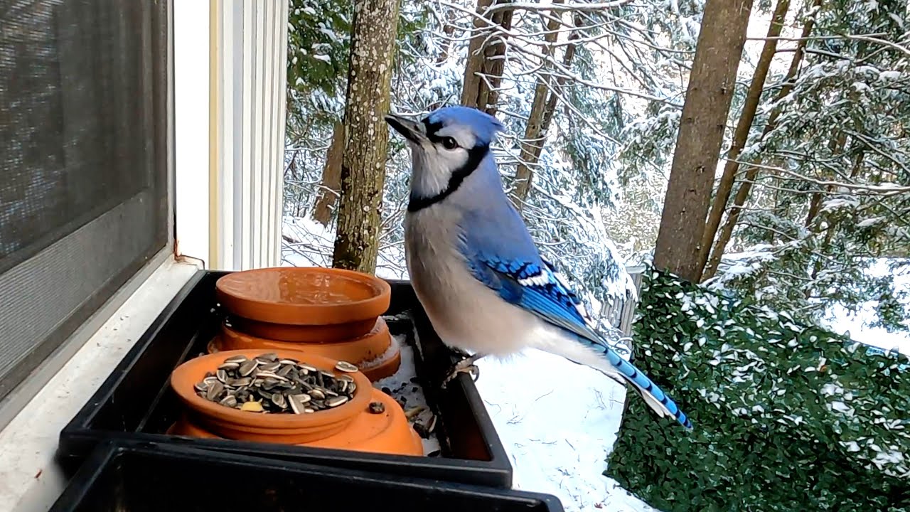자기 새끼를 데려온 블루제이