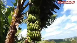 Chipinge village Mt Selinda