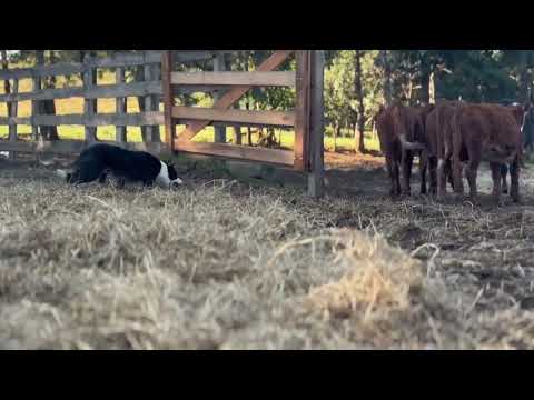 LOTE 100   GLEN AVARE BC