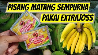 pisang cepat matang tanpa karbit