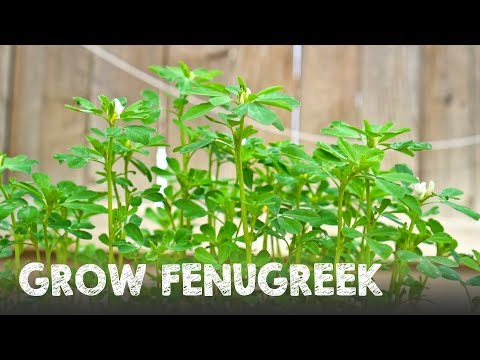 วีดีโอ: Fenugreek Herb Info: วิธีปลูก Fenugreek ในสวน