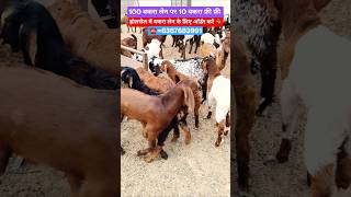 13February 2026 #shorts#goat#trending#viralshort#explore#farming#goatfarming#viral#video#india#video