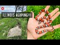 Finding TONS of Snakes Under Rocks and Tin in Southern Illinois!!!! Milksnakes, Kingsnake, and More!