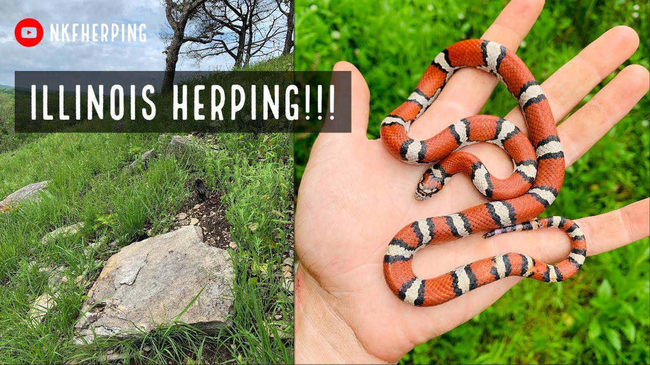 Finding TONS of Snakes Under Rocks and Tin in Southern Illinois