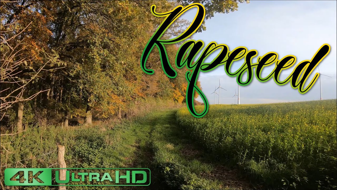 [4K] - Let's walk | RAPESEED-FIELD | ASMR | Binaural Sound | for relaxation, and better sleep!