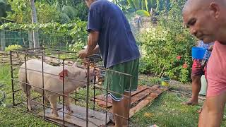 ⚠️Warning⚠️Graphic⚠️ Pig Slaughter for Fiesta 8/9/23. Albur, Bohol. Province Life Philippines. 🇵🇭