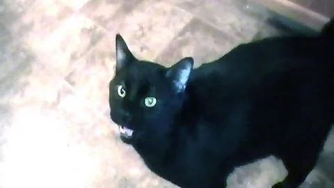 Talking Kitty Cat 15 - Won't get off the table