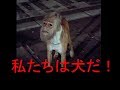 SFで語る安倍政権下の世相 【 ちょいグロ注意 】