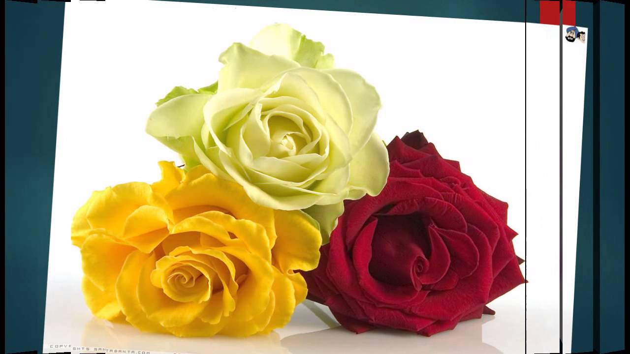 A special video for rose day 2015
