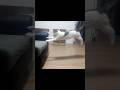 家を駆け回る猫達(マリリンファミリー)🐱！
