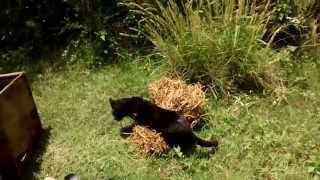 Liberación de Gato Montés