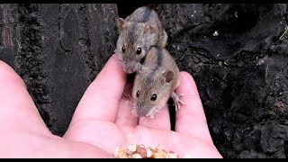 Мышиная семья у меня на ладони / The mouse family is in the palm of my hand