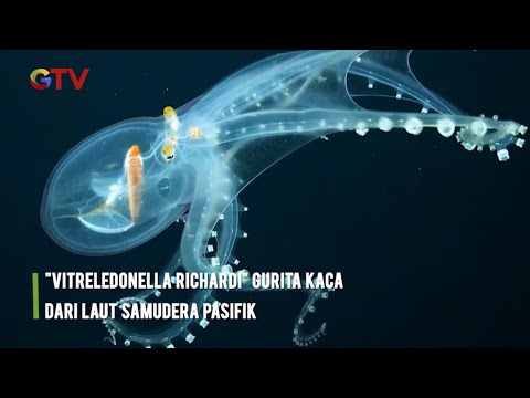 Video: Laguna Truk. Samudra Pasifik - Pandangan Alternatif