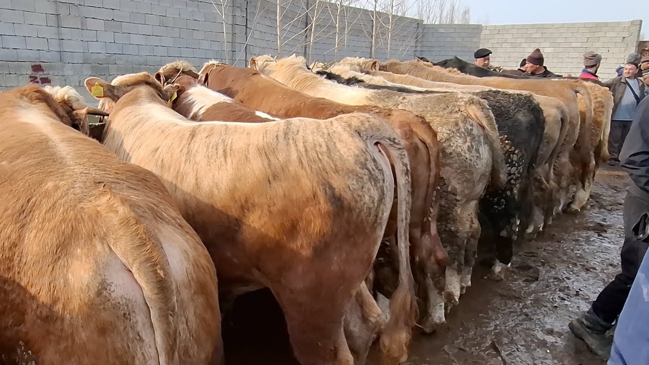 Uychi tumani yorqorg'on semiz buqa bozori 