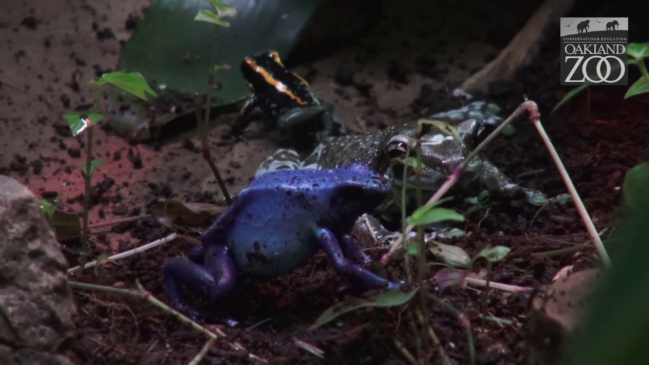 National Zookeeper Week Reptile & Amphibian Room w/ Keeper Ned YouTube