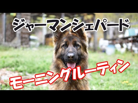 【ジャーマンシェパード】モーニングルーティン