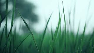 moody Footage by Sony a7iii