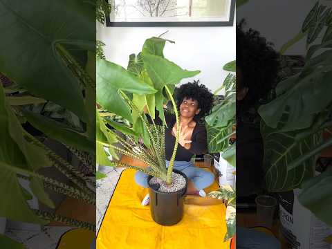 Epic Re-Pot Fail!!!!