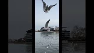 More Thames finds soon