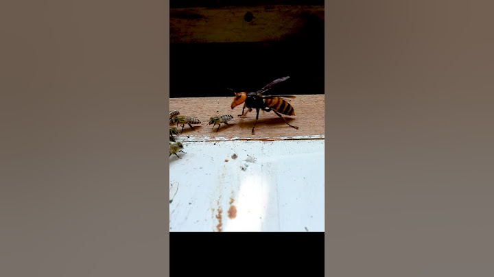 Giant Hornet vs. Japanese Honeybee: A Fierce Encounter in Nature!
