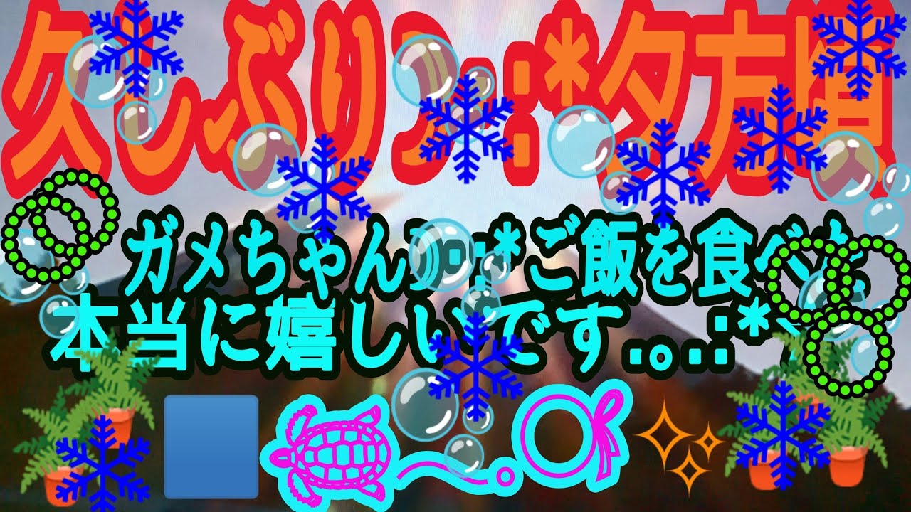 久しぶりの事☽･:*夕方頃🤍✨本当にご飯を食べてくれた事☽･:*嬉しいです.｡.:*☆頑張ってるガメ𓆉✨ちゃん.｡.:*☆