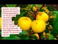 Дикие яблоки, уникальные целебные, омолаживающие, свойства дички Древний рецепт сиканджубина
